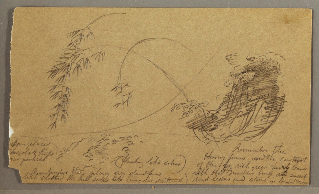 Tekening, Bamboe-achtige twijgen, mogelijk 1865-66 door Frederic Edwin Church