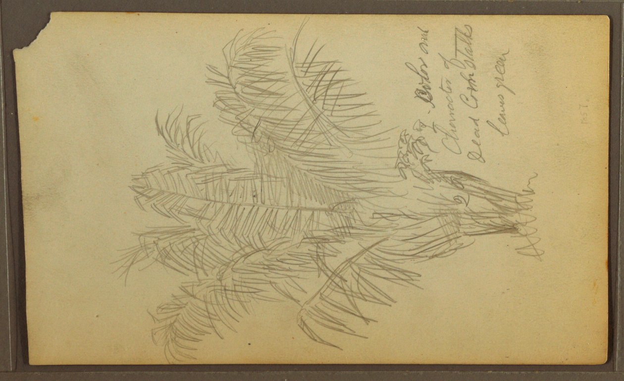 Tekening, Botanische schetsen, 1857 door Frederic Edwin Church