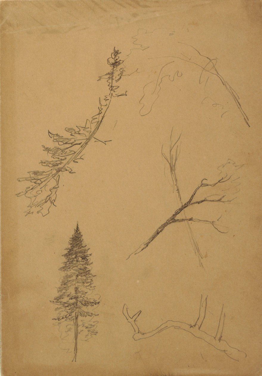 Tekening, Botanische schetsen, 1888 door Frederic Edwin Church