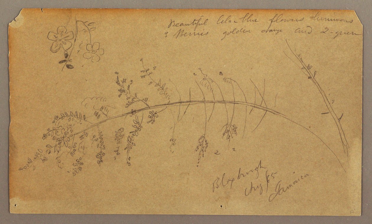 Tekening, Botanische schetsen, augustus 1865 door Frederic Edwin Church