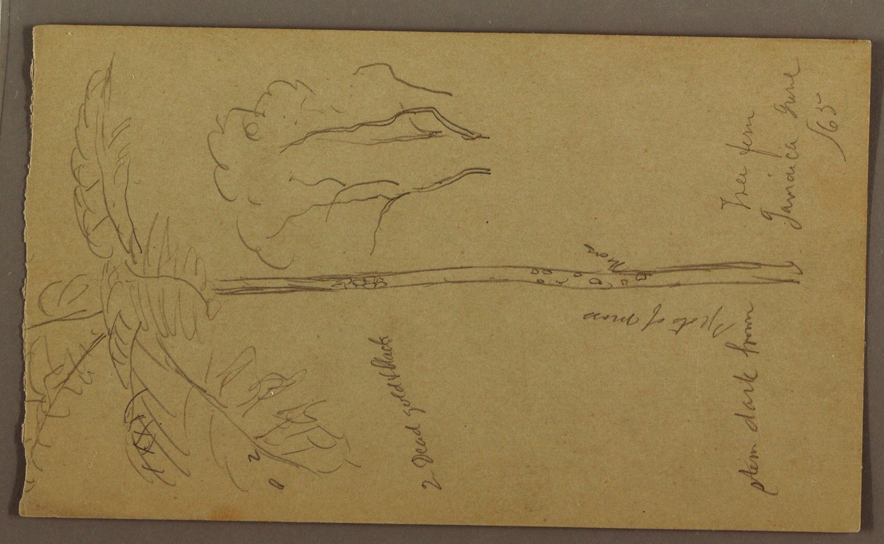 Tekening, Botanische schetsen, juni 1865 door Frederic Edwin Church