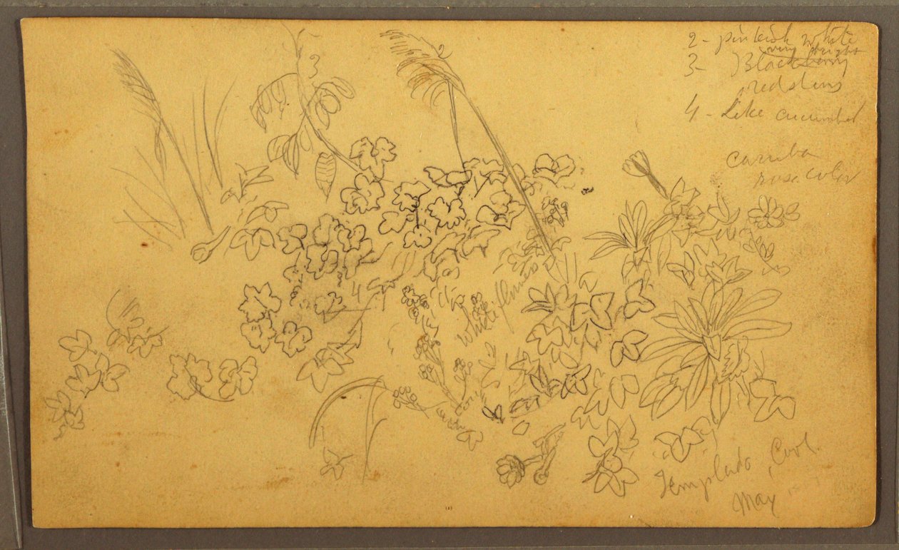 Tekening, Botanische schetsen, mei 1857 door Frederic Edwin Church