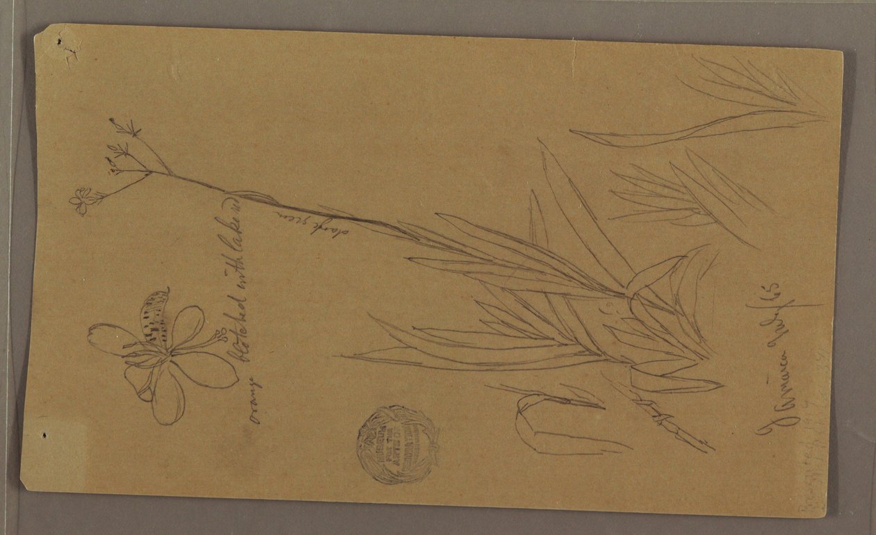 Tekening, Botanische schetsen met details van een plant, Jamaica, juli 1865 door Frederic Edwin Church