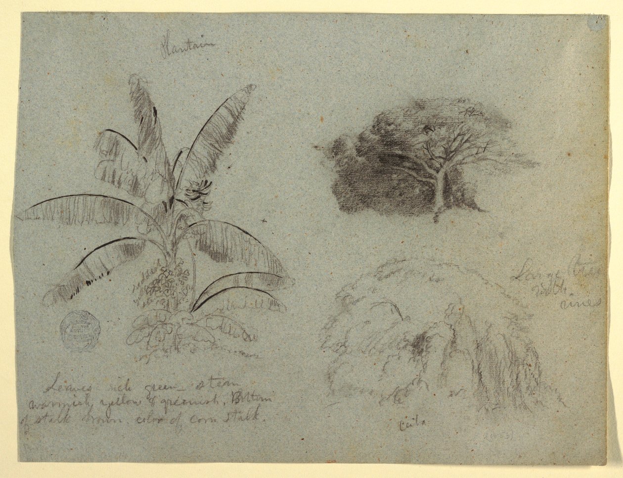Tekening, Botanische schetsen, Zuid-Amerika, mei 1853  door Frederic Edwin Church