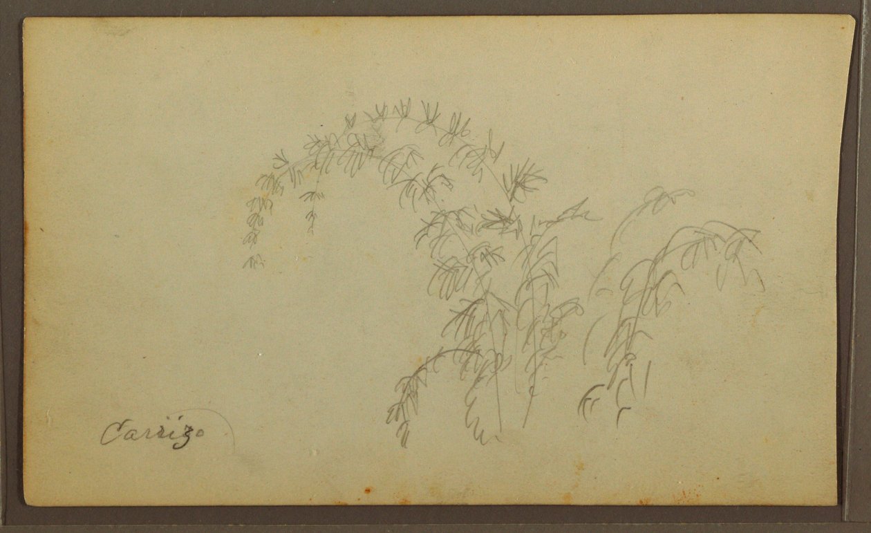 Tekening, Botanische Schetsen; Verso: Botanische Schetsen, 1857 door Frederic Edwin Church