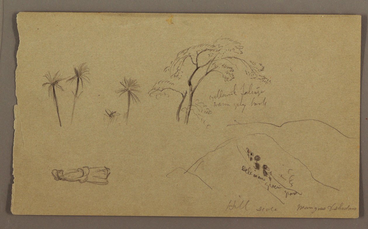 Tekening, botanische schetsen, figuur, mei-augustus 1865 door Frederic Edwin Church