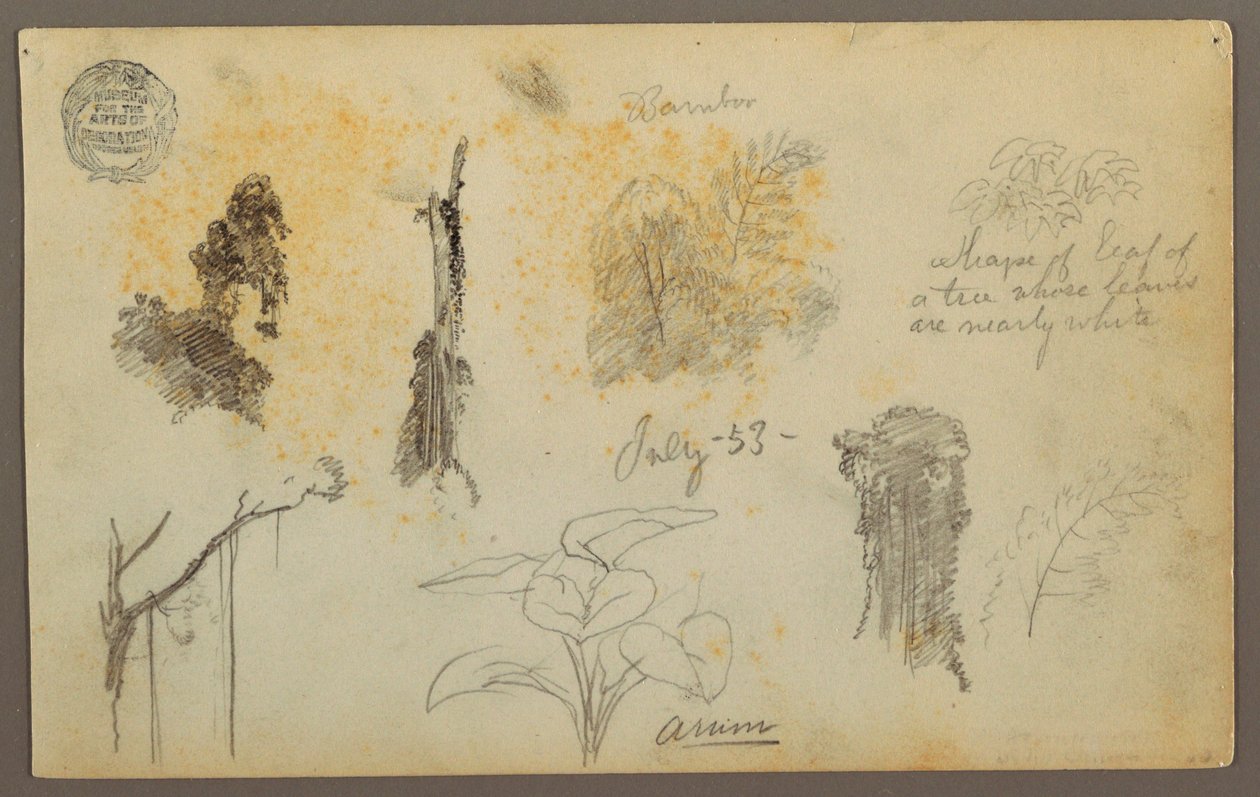 Tekening, Botanische schetsen uit Colombia: Bamboebomen, stammen en details, juli 1853 door Frederic Edwin Church