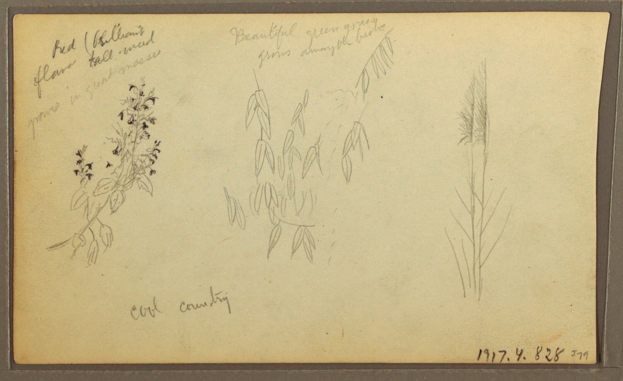 Tekening, Botanische Schetsen, huis; botanische schetsen, 1857 door Frederic Edwin Church