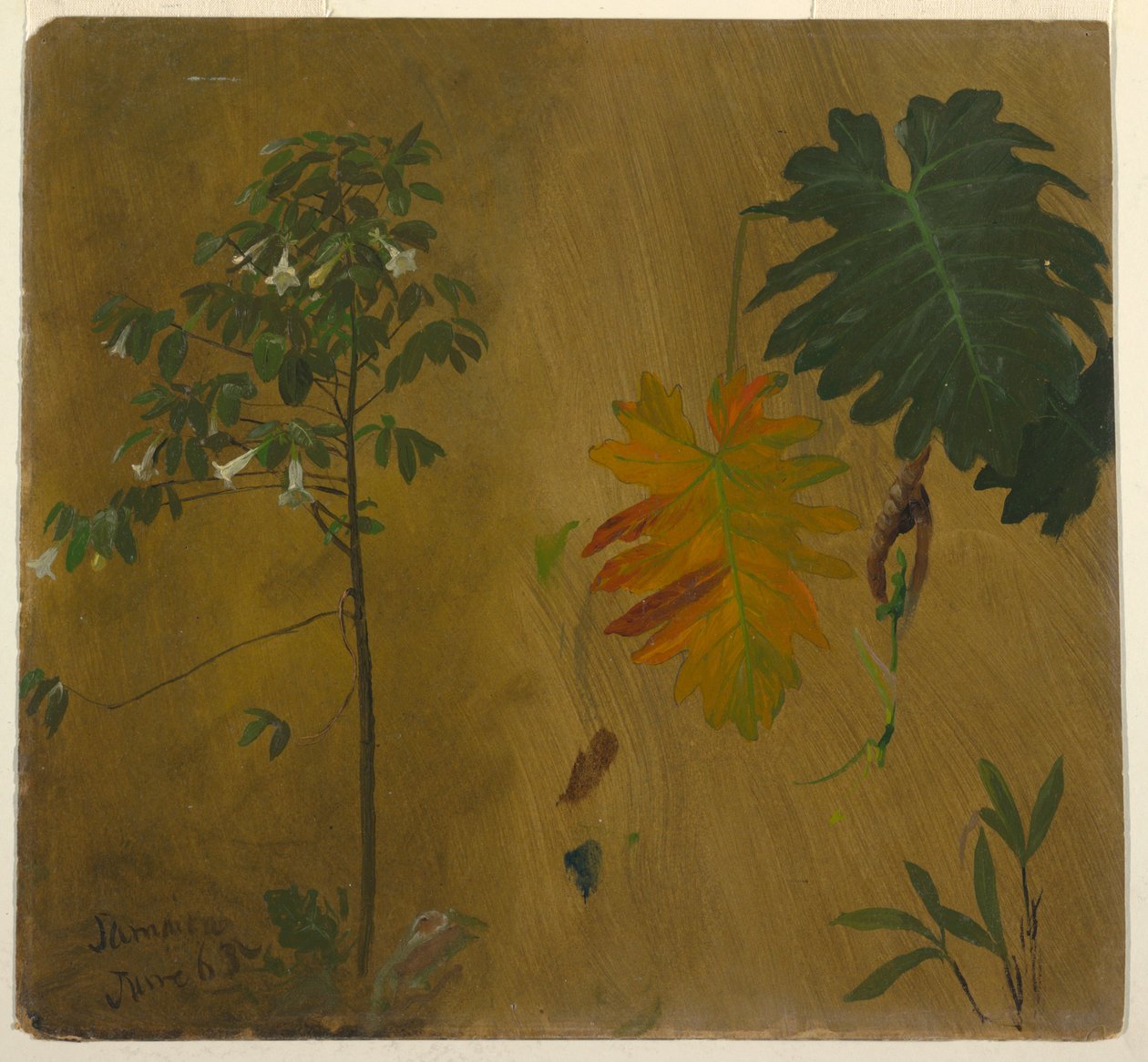 Tekening, Botanische studies uit Jamaica, West-Indië, juni 1865 door Frederic Edwin Church