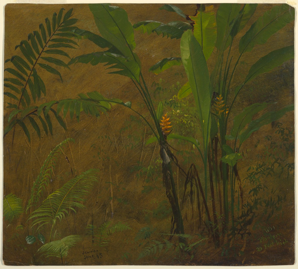 Tekening, Botanische studies uit Jamaica, West-Indië, juni 1887 door Frederic Edwin Church