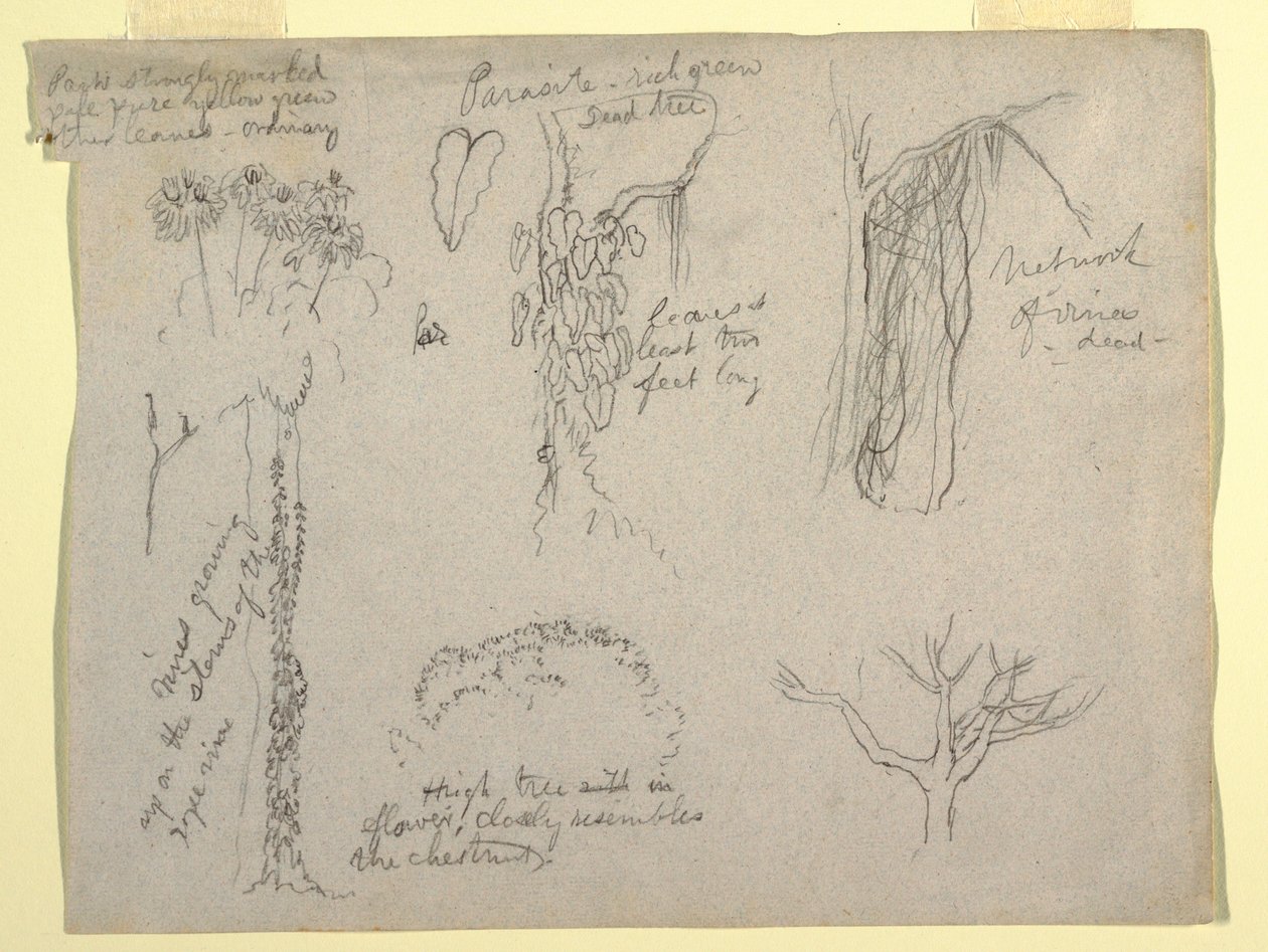 Tekening, Botanische studies gemaakt van de Rio Magdalena, Colombia:  Parasiet, Dode boom, 1853 door Frederic Edwin Church
