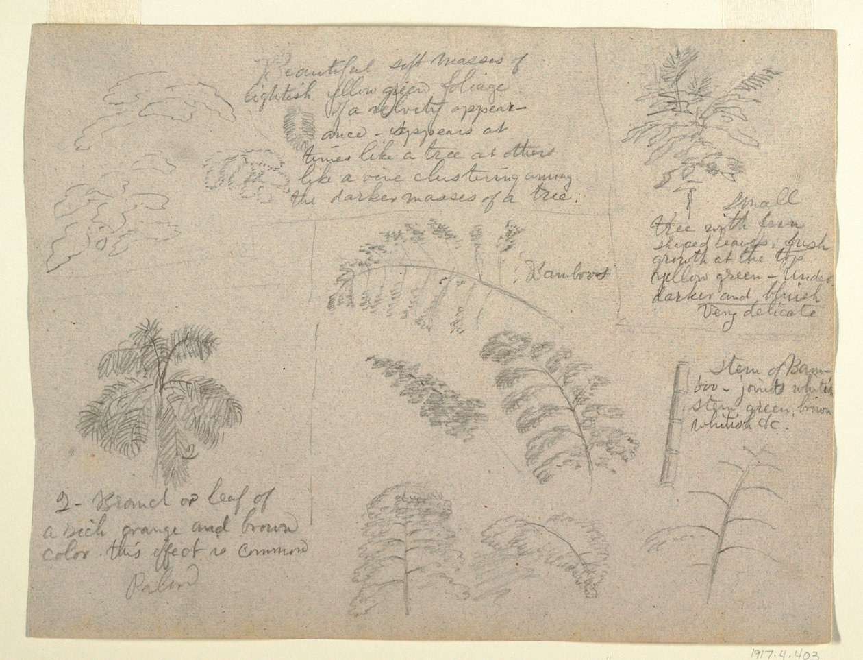Tekening, Botanische studies, gezien vanaf de Rio Magdalena, Colombia, 1853 door Frederic Edwin Church