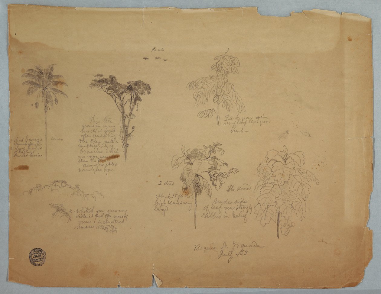 Tekening, Botanische studies met vliegende papegaaien, Boquia, Colombia, juli 1853 door Frederic Edwin Church