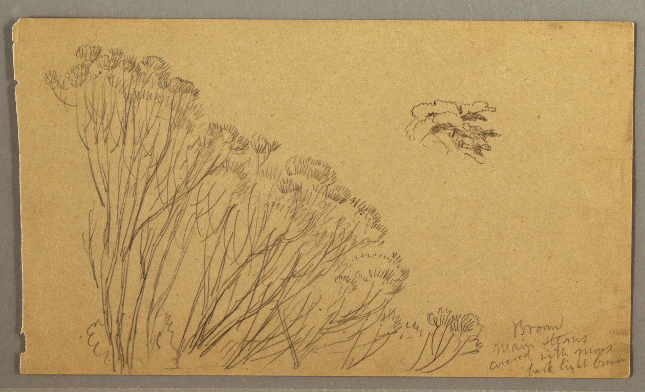 Tekening, Struikachtige bomen, mogelijk 1865-66 door Frederic Edwin Church