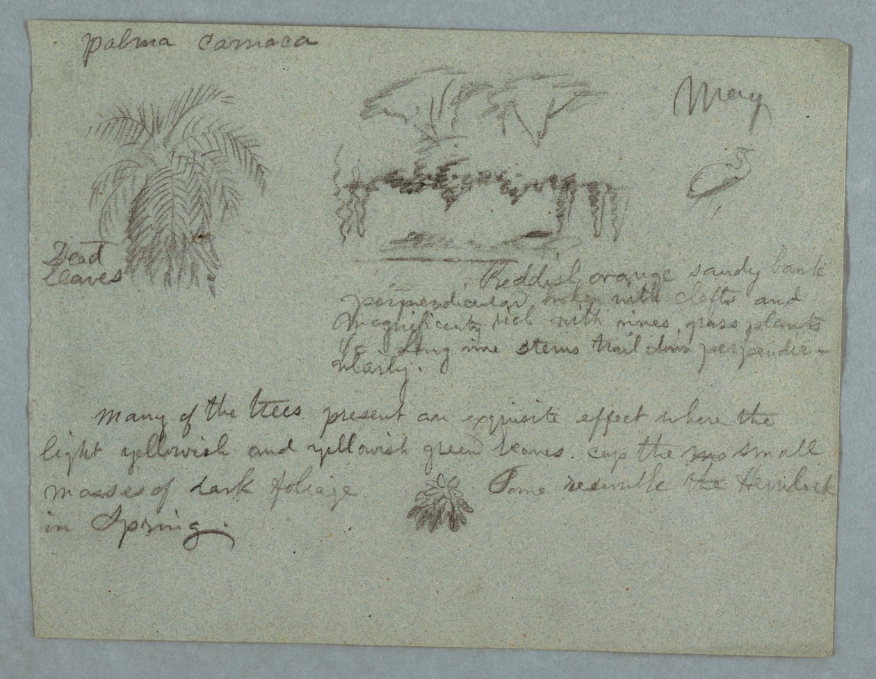 Tekening, Camaca Palm, een groep bomen en wijnranken op een rivieroever, vogel en een bos bladeren, Rio Magdalena, Colombia, mei 1853 door Frederic Edwin Church