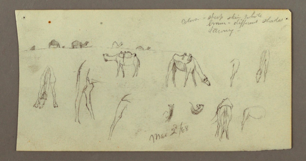 Tekening, Kamelenstudies, 2 maart 1868 door Frederic Edwin Church