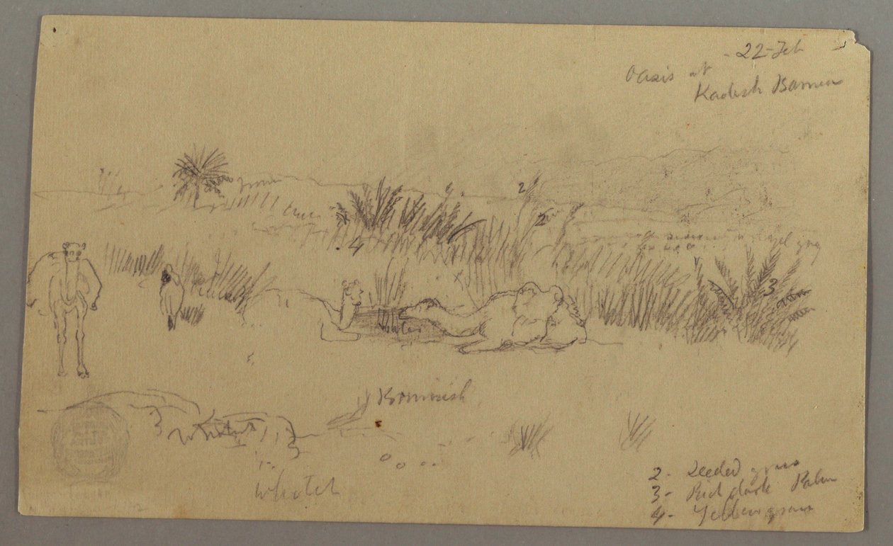Tekening, Drinkende kamelen op een heuvel, 22 februari, mogelijk 1868 door Frederic Edwin Church