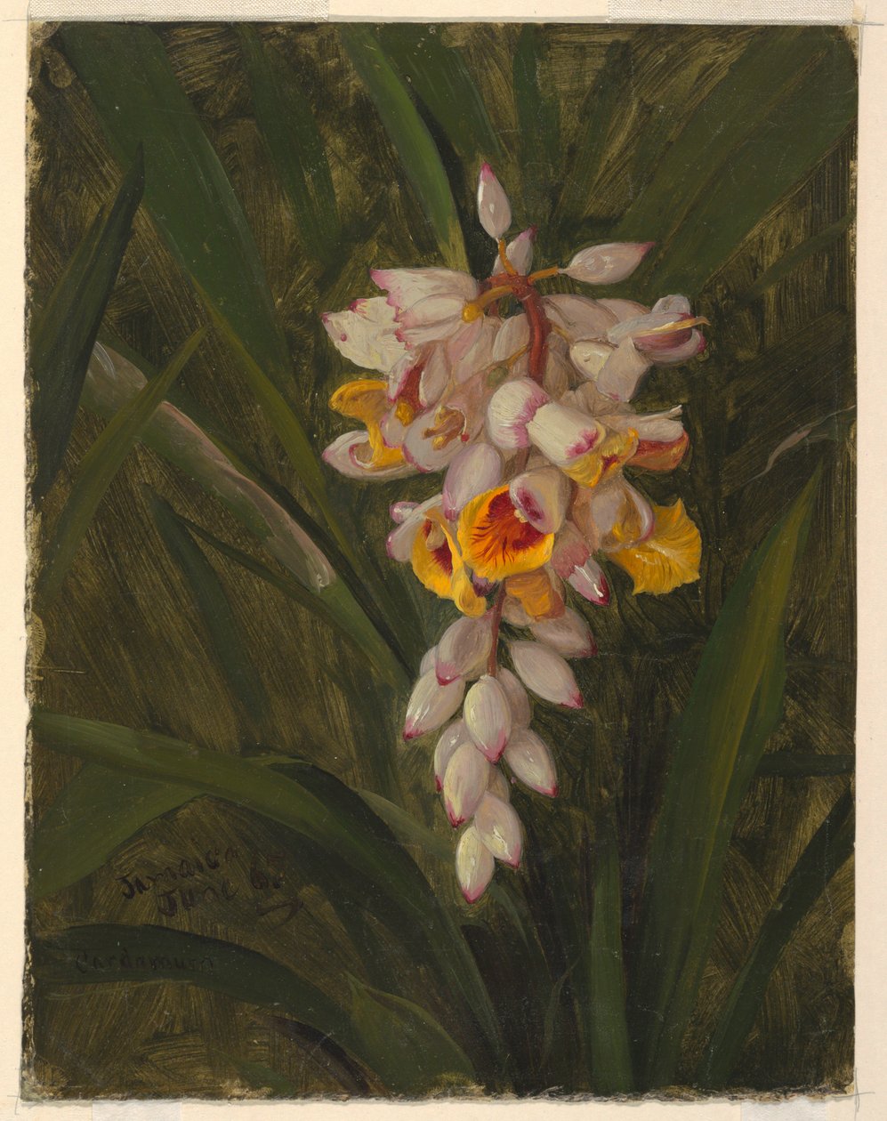 Tekening, "Cardamum", 1865 door Frederic Edwin Church