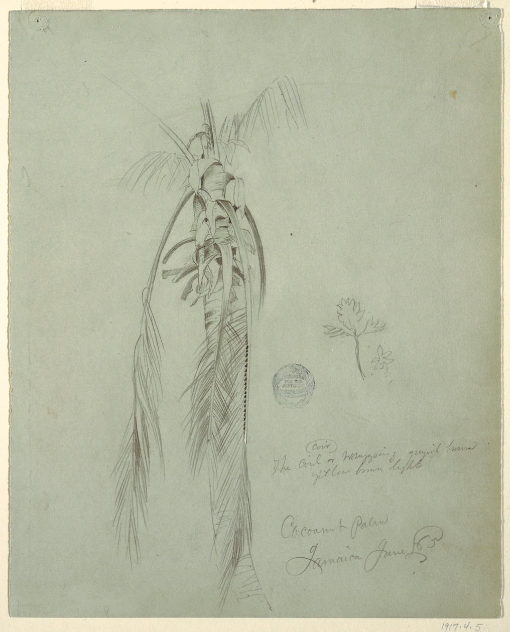 Tekening, Coconut Palm, Jamaica, 14 juni 1865 door Frederic Edwin Church