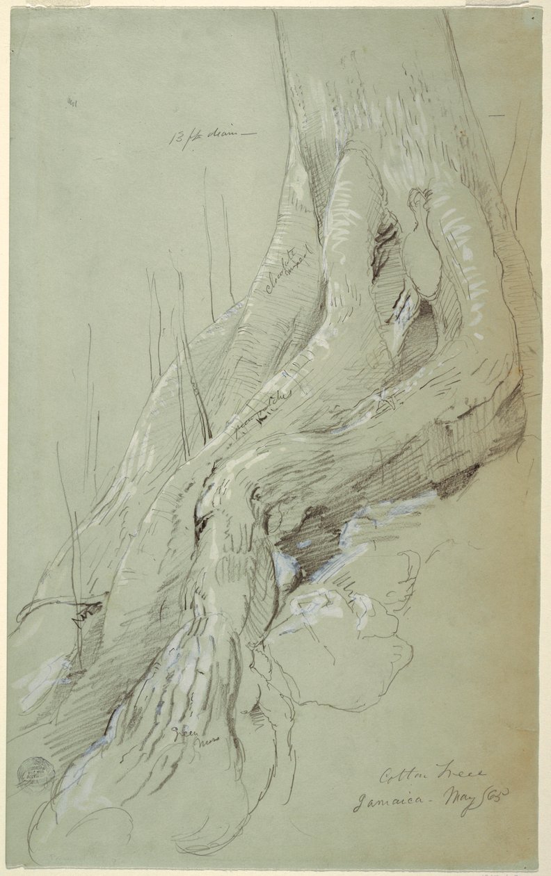 Tekening, Wortels van een katoenboom op een helling, Jamaica, mei 1865 door Frederic Edwin Church
