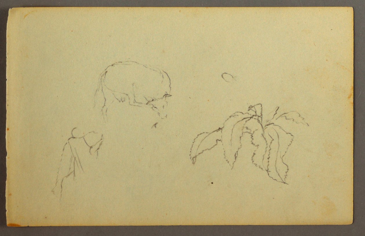 Tekening, Koe krabt aan haar hoofd, bladplant, mogelijk 1844 door Frederic Edwin Church