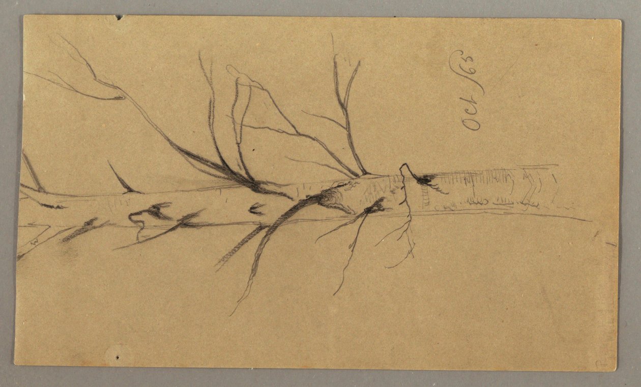 Tekening, Dode boom, oktober 1865 door Frederic Edwin Church