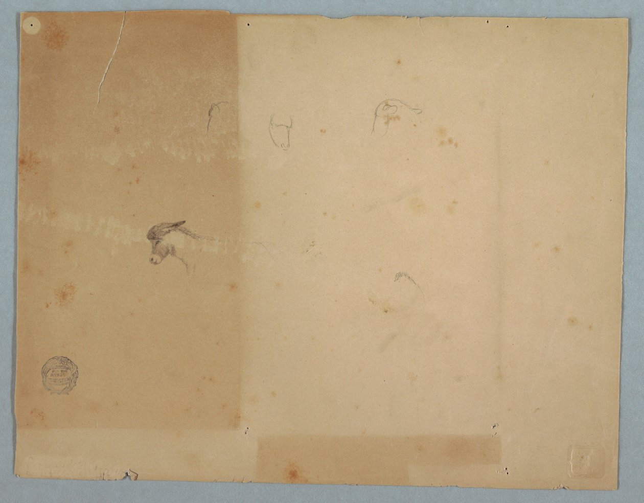 Tekening, Details van ezelskoppen, Zuid-Amerika, 1853 door Frederic Edwin Church