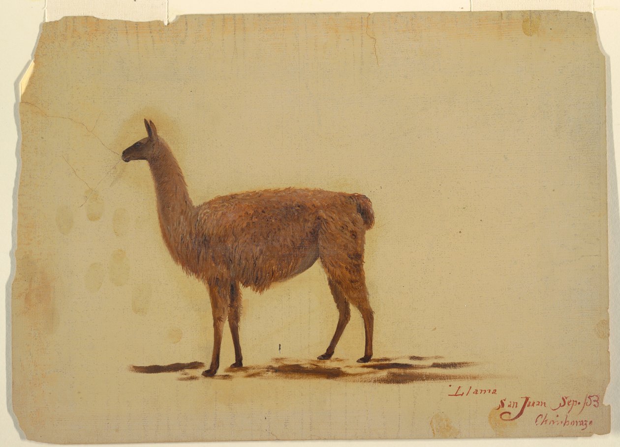Tekening, Ecuador, San Juan (Chimborazo), lama, september 1853 door Frederic Edwin Church