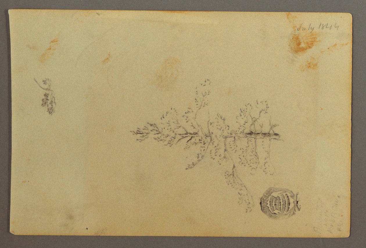 Tekening, Wintergroene boom, 1844 door Frederic Edwin Church