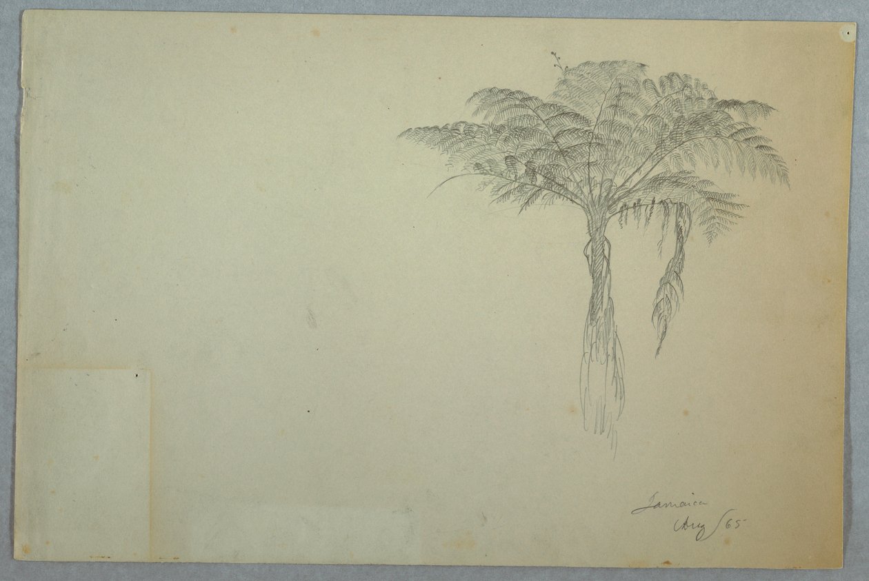 Tekening, Varenboom Studie, Jamaica, augustus 1865 door Frederic Edwin Church