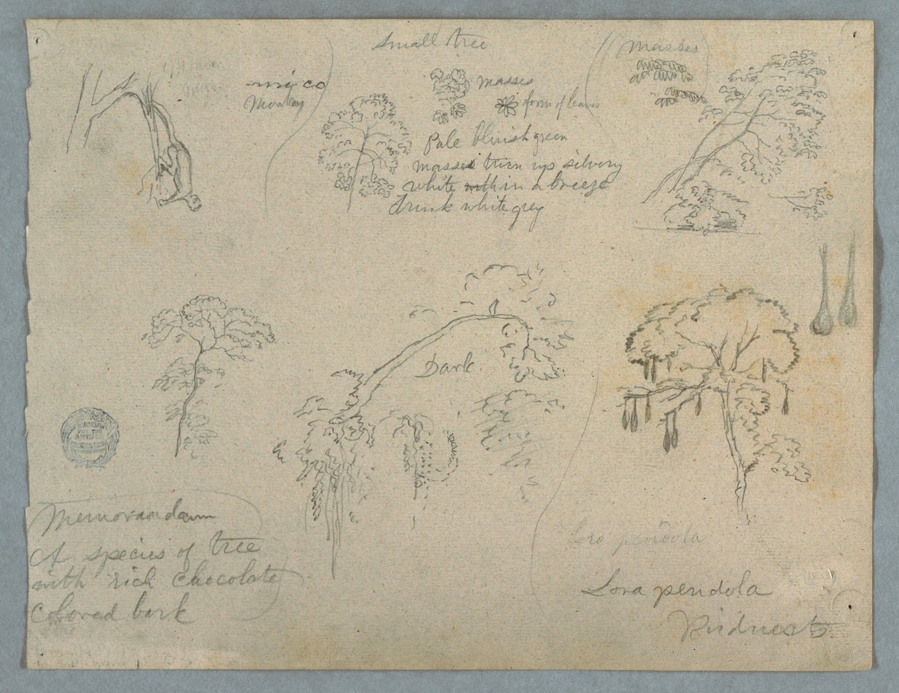 Tekening, Vijf botanische studies met een hangende aap, waarschijnlijk Colombia, 1853 door Frederic Edwin Church