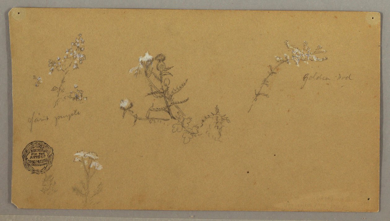 Tekening, Bloeiende planten, ca. 1856 door Frederic Edwin Church