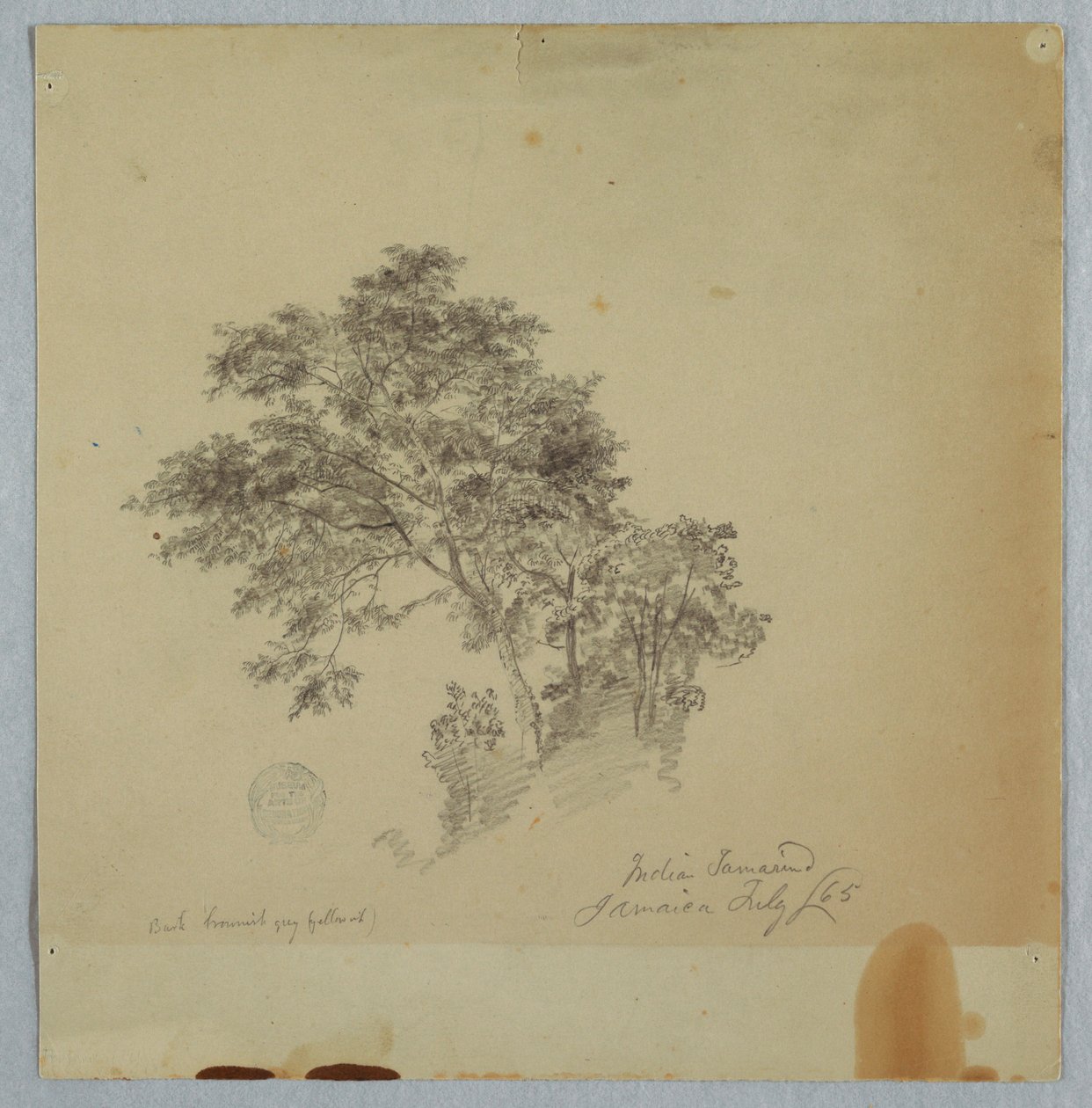 Tekening, Indiase Tamarindebomen, Jamaica, juli 1865 door Frederic Edwin Church