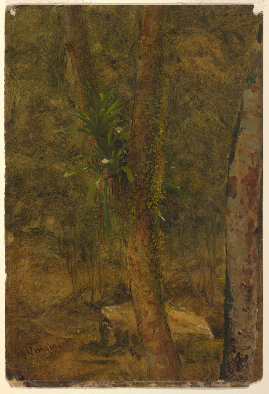 Tekening, Jungle Scène, juni 1865 door Frederic Edwin Church