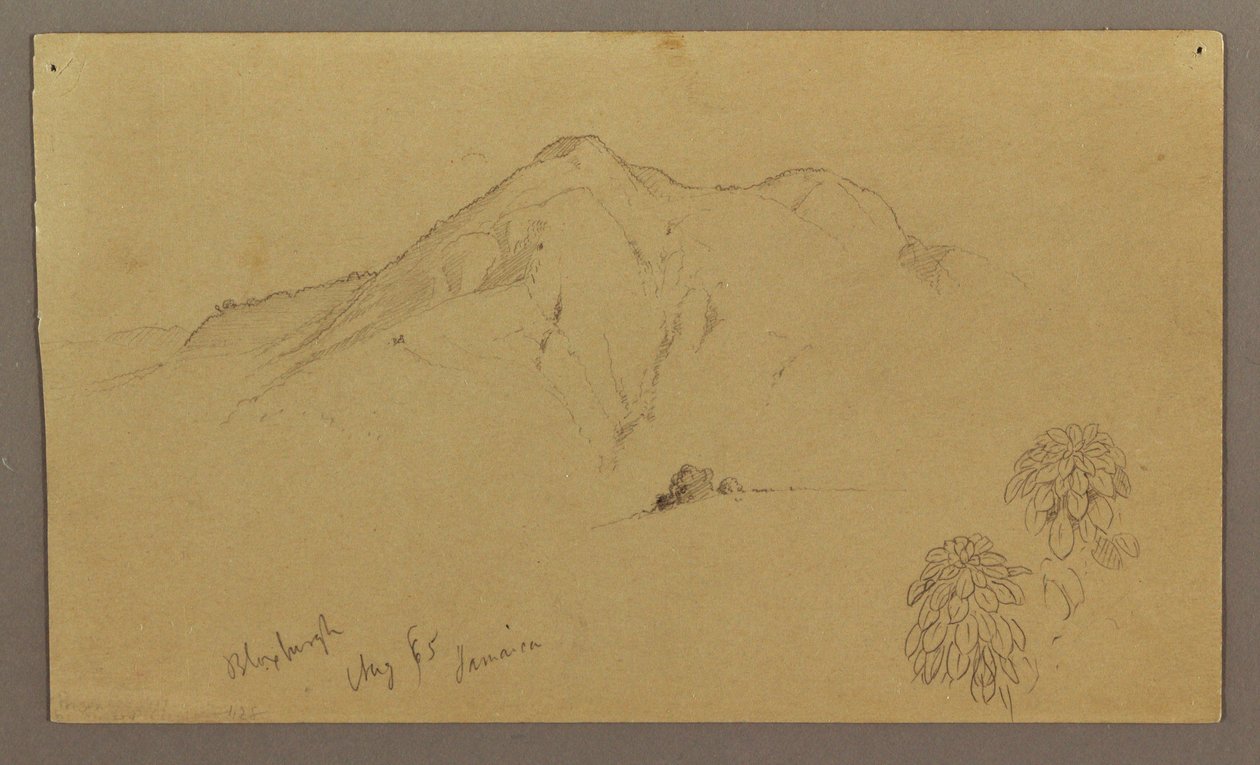 Tekening, Landschap, planten, Bloxburgh, augustus 1865 door Frederic Edwin Church
