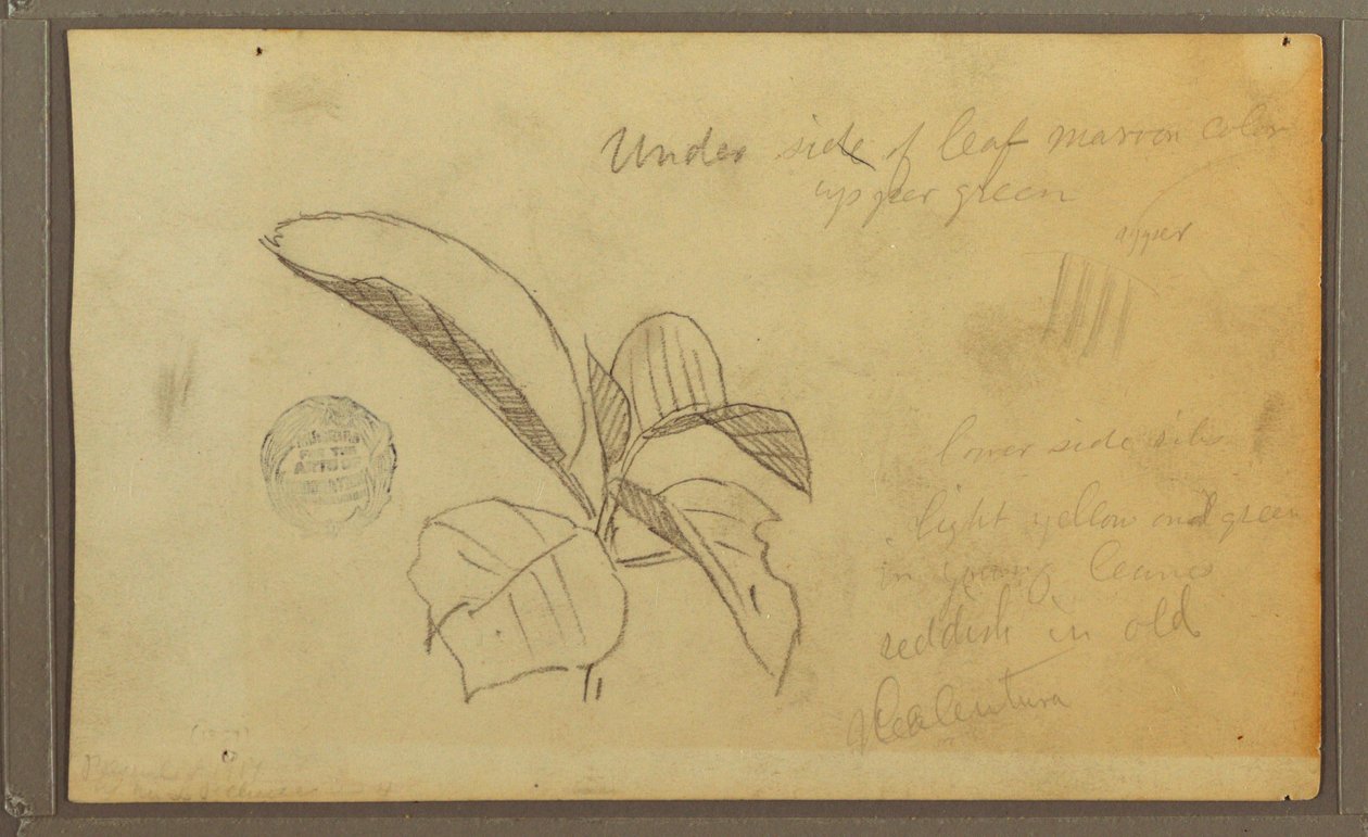 Tekening, Bladeren, 1857 door Frederic Edwin Church
