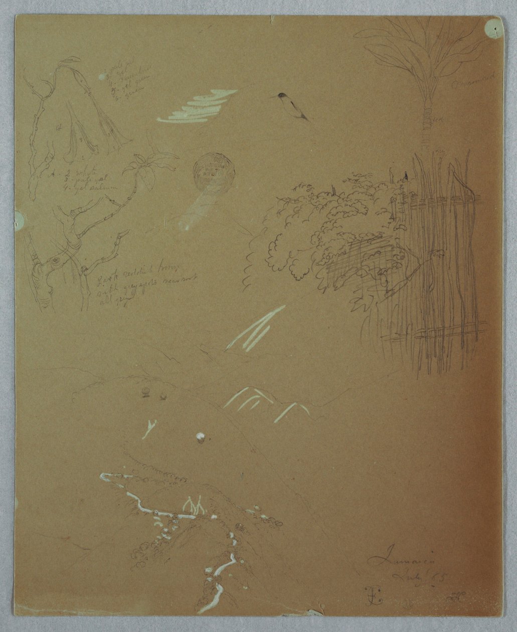 Tekening, Natuurstudies, Blauwe Bergen, Jamaica, juli 1865 door Frederic Edwin Church
