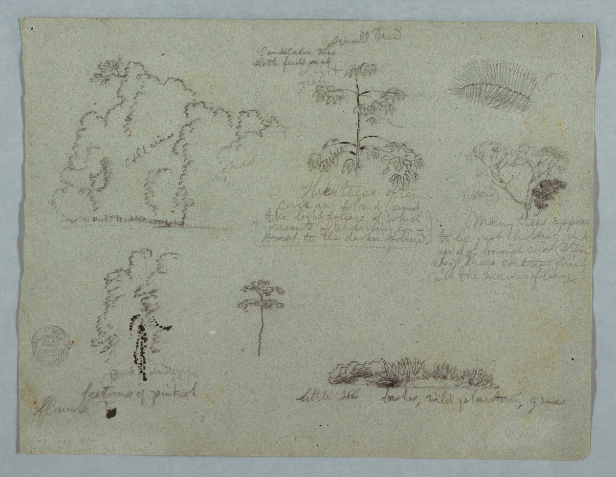 Tekening, Natuurstudies waaronder een Kandelaarboom met een luiaard, Rio Magdalena, Colombia, mei 1853 door Frederic Edwin Church