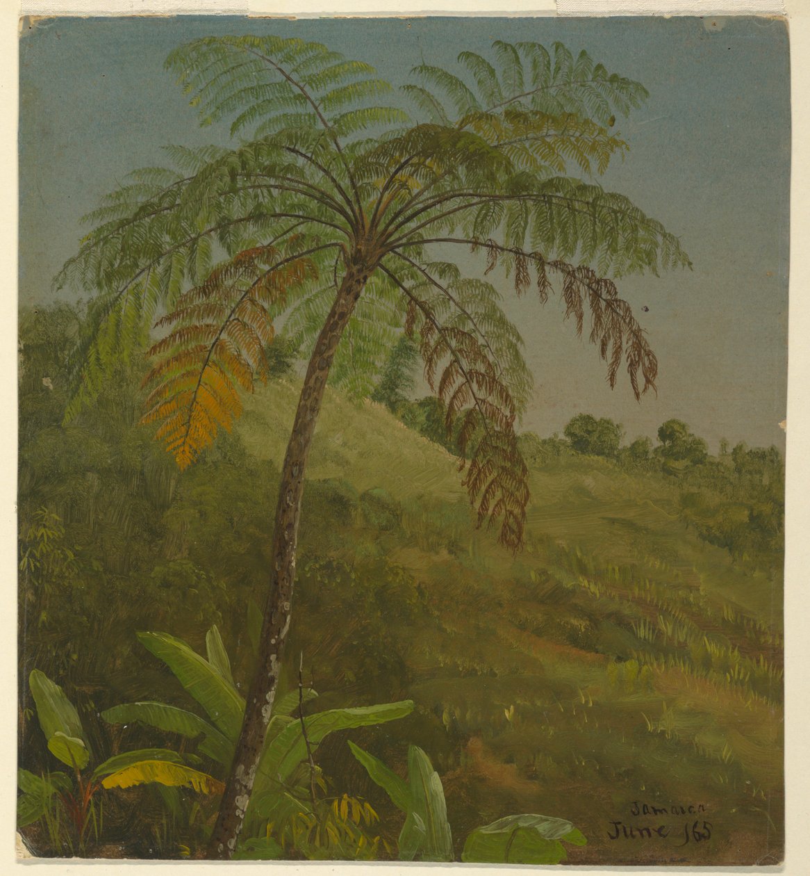 Tekening, Palm Tree, Jamaica, juni 1865 door Frederic Edwin Church