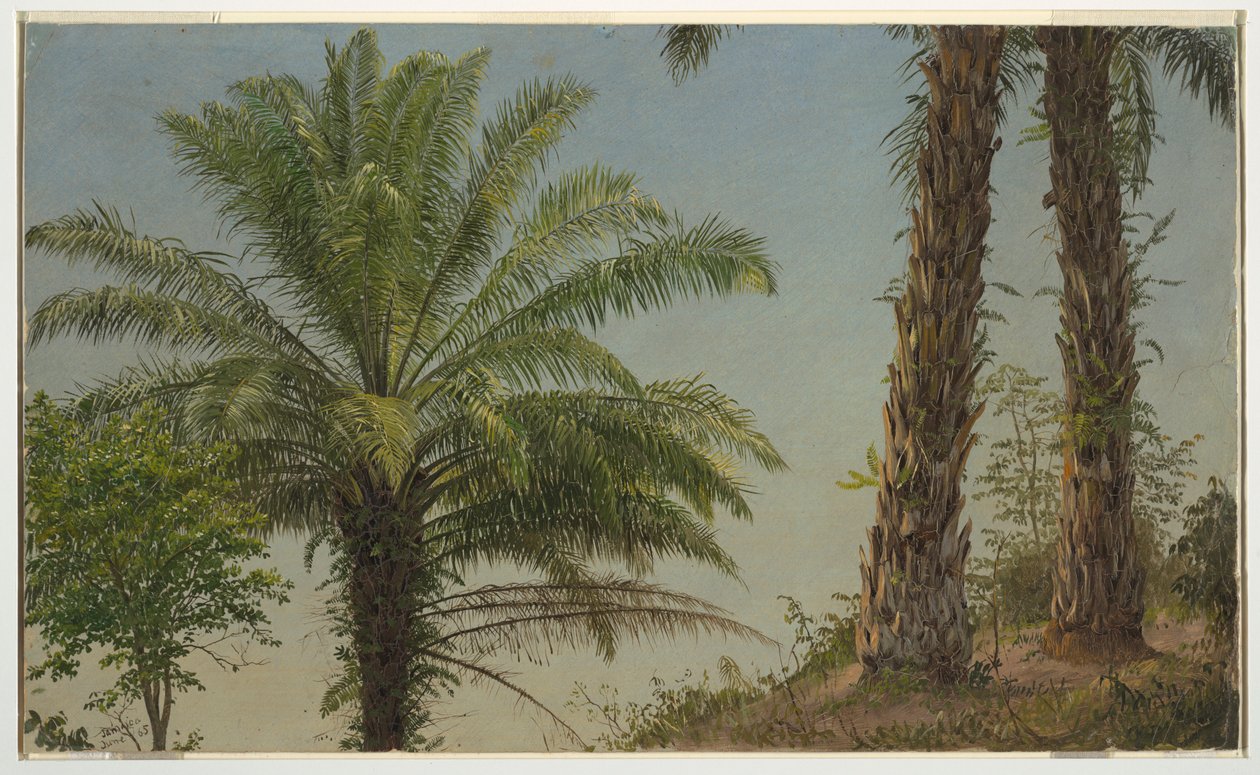 Tekening, Palmbomen, Jamaica, juni 1865 door Frederic Edwin Church