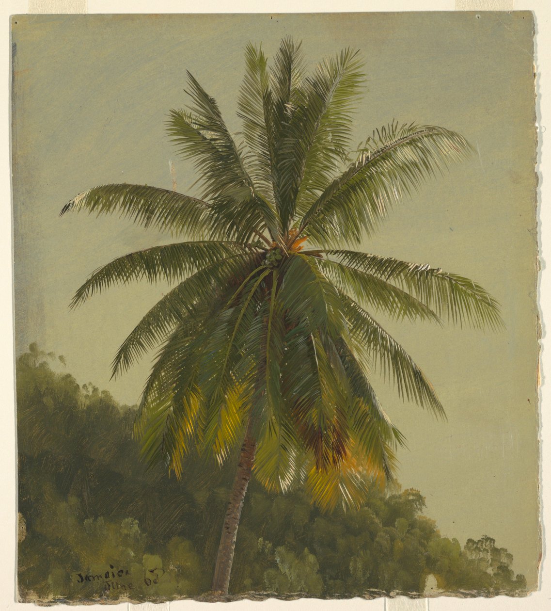 Tekening, Palmbomen, West-Indië, juni 1865, 1865 door Frederic Edwin Church