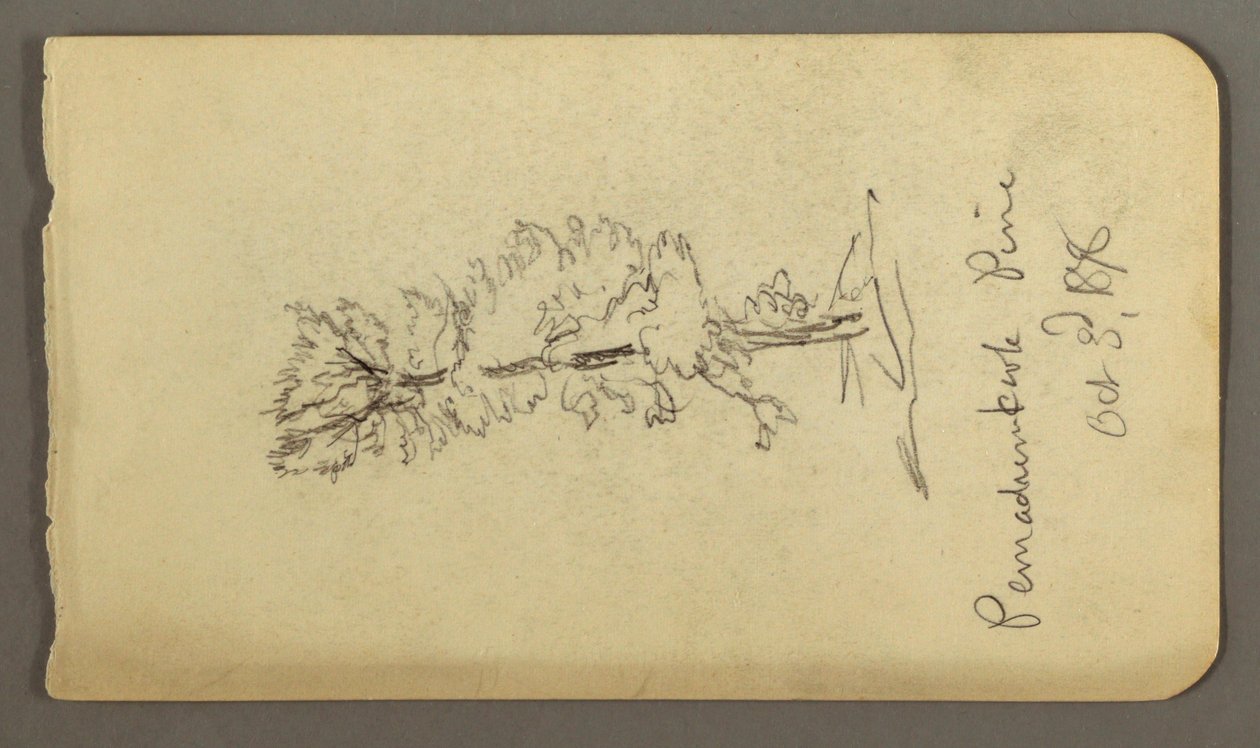 Tekening, Dennenboom, 1878 door Frederic Edwin Church