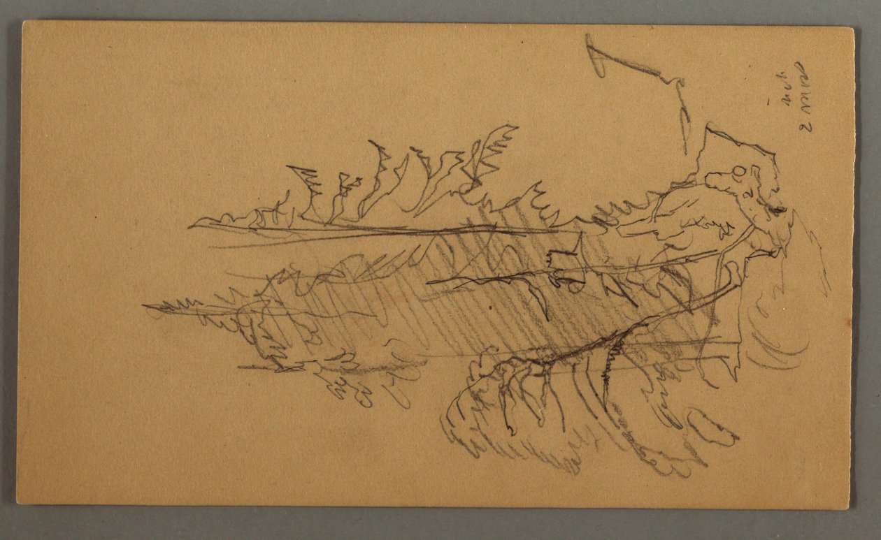 Tekening, Dennenbomen, mogelijk 1868 door Frederic Edwin Church