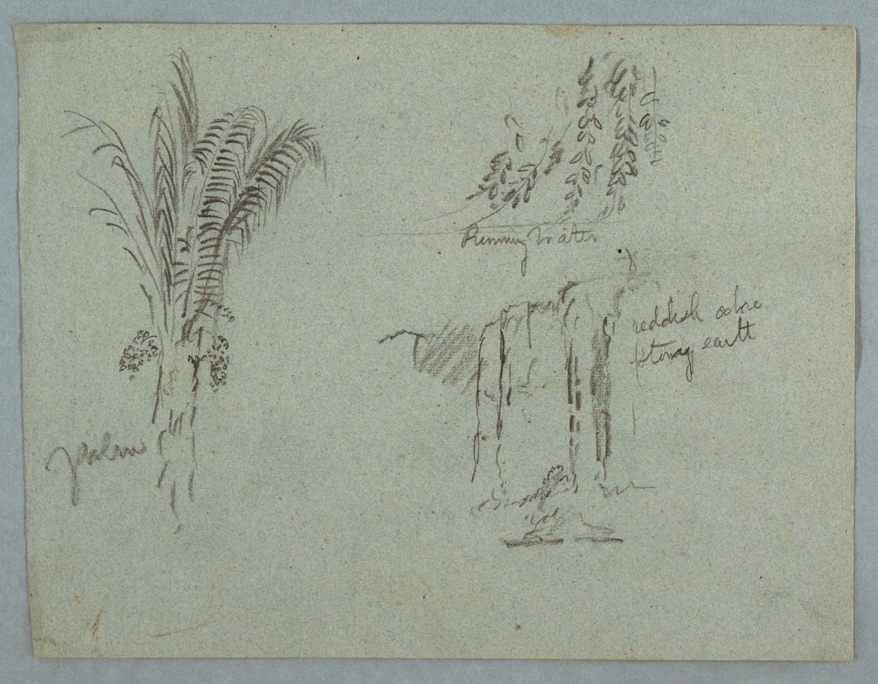 Tekening, Plantenstudies van de Rio Magdalena, Colombia, 1853, waarschijnlijk mei door Frederic Edwin Church