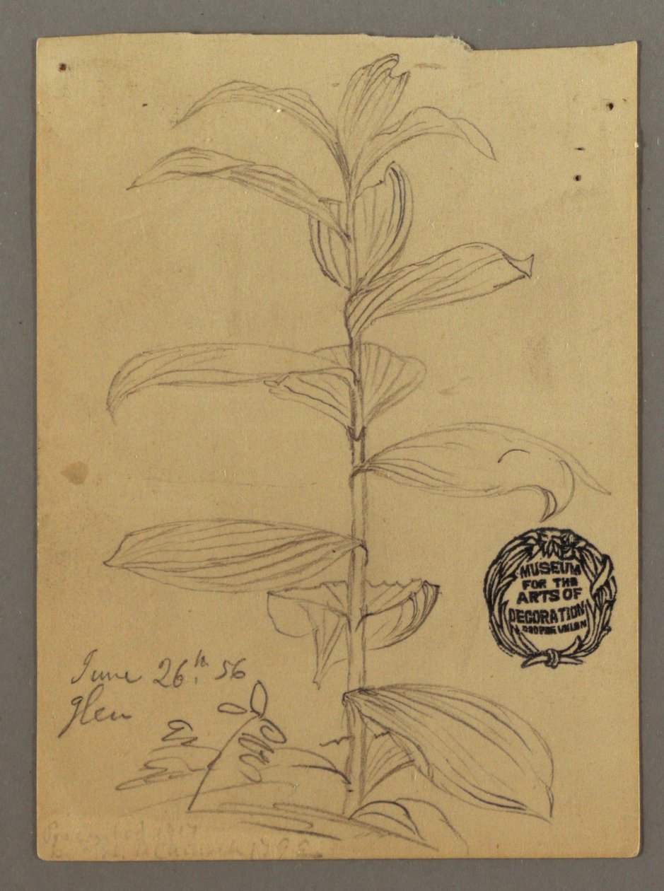 Tekening, Plantenstudie, 26 juni 1856 door Frederic Edwin Church