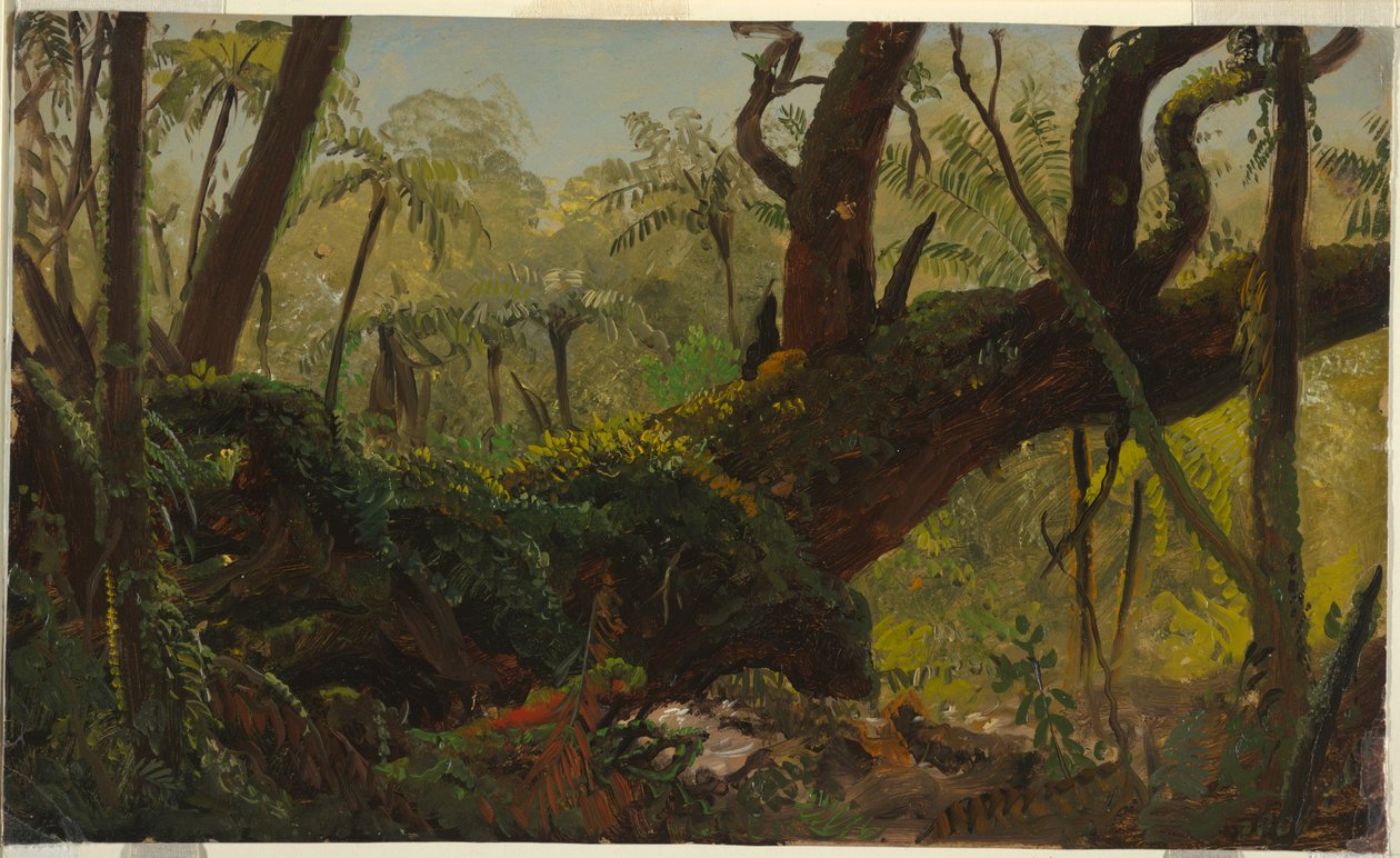 Tekening, Regenwoud, Jamaica, West-Indië, april-augustus 1865 door Frederic Edwin Church