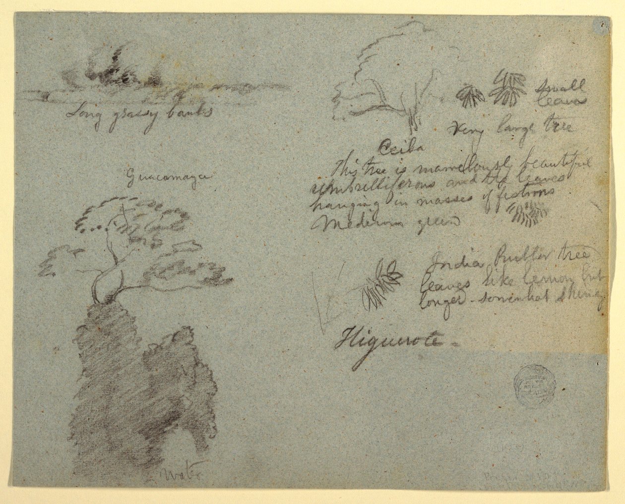Tekening, Rivieroever en Botanische Schetsen van Higuerote, Ecuador, mei 1853  door Frederic Edwin Church