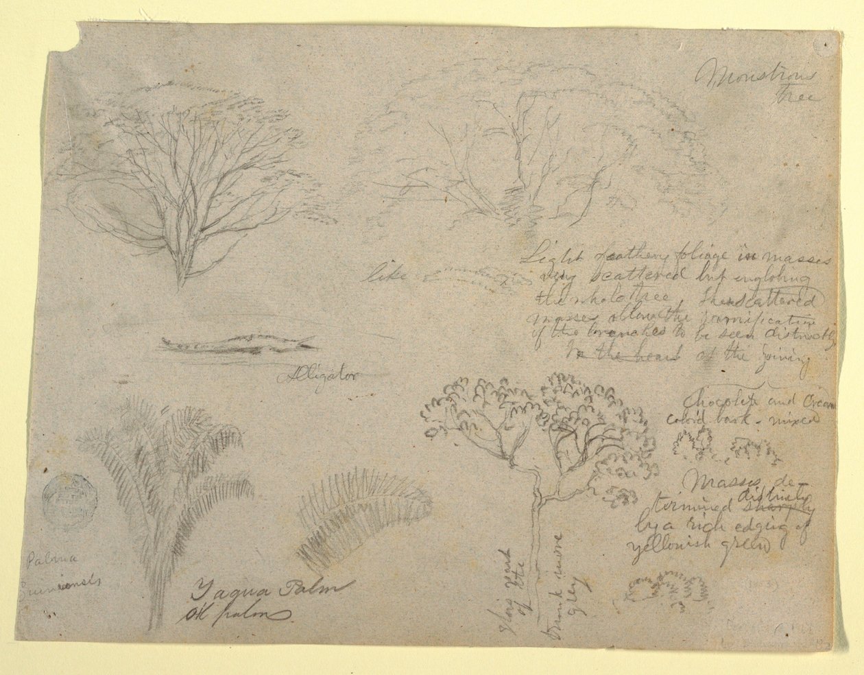 Tekening, Serie botanische studies waaronder een alligator en een monsterlijke boom, gezien vanaf de Rio Magdalena, Colombia, 1853 door Frederic Edwin Church