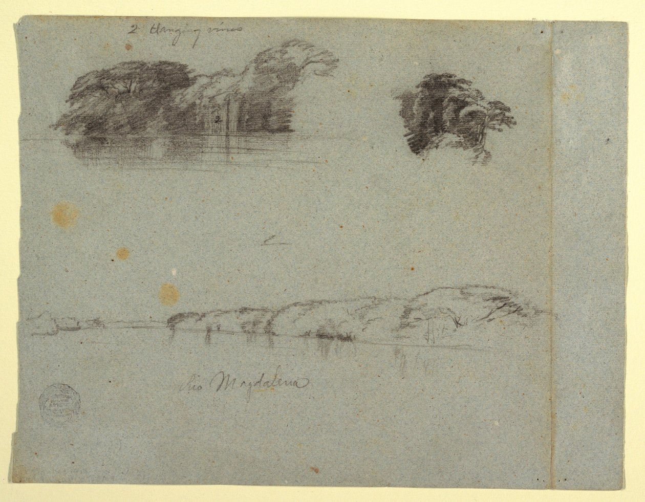 Tekening, Schetsen van bomen, wijnranken en een oever van de Rio Magdalena, Colombia, 1853, waarschijnlijk mei door Frederic Edwin Church