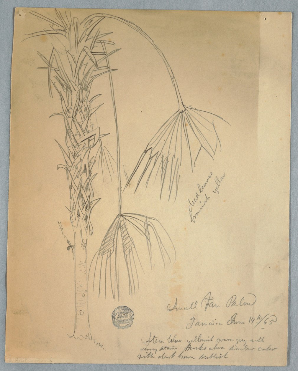Tekening, kleine waaierpalm, Jamaica, 14 juni 1865 door Frederic Edwin Church